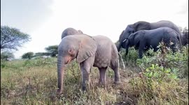 Orphaned albino elephant, Khanyisa, is excited to spend time in the bush with her new herd