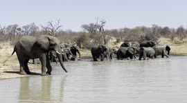 Join the Jabulani herd of rescued and orphaned elephants for a refreshing swim at the dam