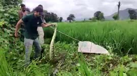 9-foot-long python slithering in farm gets rescued in central India
