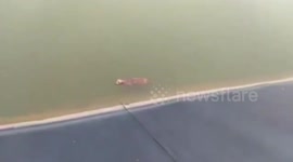 Brave passerby rescues stray dog stranded in canal