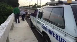 Pet dog rescued after cruel owner dumps them in canal to drown