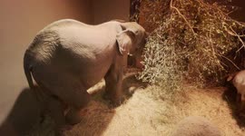 Orphaned albino elephant, Khanyisa, settles in for the night with her companion sheep, Lammie and Nungu