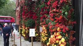 Chelsea in Bloom starts today