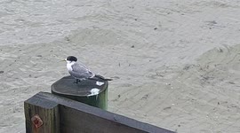Hpw birds are Lonely bird find place to stay and see what she does