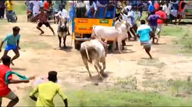 Vicious scene unfolds as pack of angry bulls run through people in India