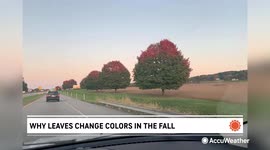 Why leaves change colors in the fall