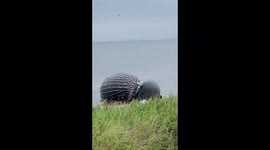 Dead humpback whale washes ashore in Staten Island