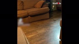 'Hyperactive cat 'zooms' through the living room'