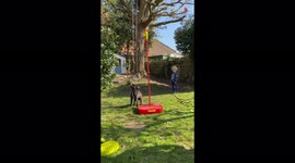 Competitive French bulldog plays swingball like a pro