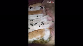 Watch these 8 piglets battle it out to be fed by their mother