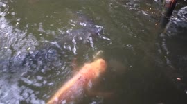 Feeding a hungry fish with pieces of coconut in a pond in Thailand.