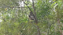 Puppy rescued after being kidnapped and held hostage for three days by wild MONKEY