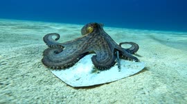 Underwater video shows an octopus eating a dead stingray