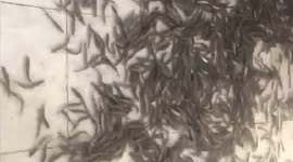 Schools of fish enter residents' home after flooding in Vietnam