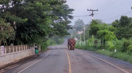 Wild elephant confronts Buddhist monk on mountain road in Thailand