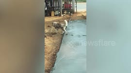 Pet husky walks through freshly laid wet cement