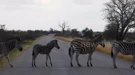 Now that's a zebra crossing! Adorable herd stops metres from driver in South Africa