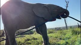 Orphaned albino elephant calf, Khanyisa, enjoys a drink of water from the hosepipe