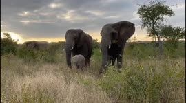 Orphaned albino elephant, Khanyisa, gets to know her allomothers out in the bush