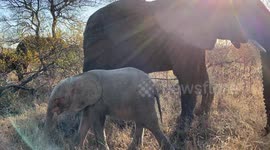 Orphaned albino elephant calf, Khanyisa, approaches  dominant bull of the Jabulani herd, Sebakwe