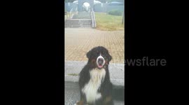 A dog named Betsy frolics in the grass and eats ice cream, Minsk, Belarus