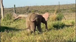 Orphaned albino elephant calf, Khanyisa, enjoys playing at the HERD orphanage in South Africa