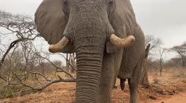 A friendly greeting from elephant bull, Somopane and elephant cow, Lundi