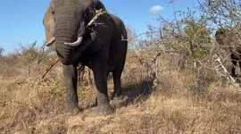 Watch as matriarch of the Jabulani herd, Tokwe, enjoys eating a branch while out in the bush