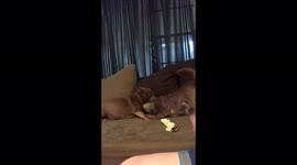 Brownie love! He squeals for her love