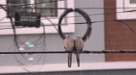 Two doves huddle together on electric wires during a storm outside my window.