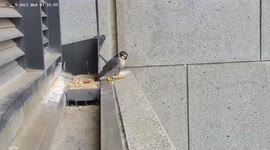 Peregrine falcon has hilarious reaction during Australia earthquake