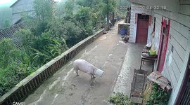 Greedy pig with head stuck in bucket smashes down fence in China