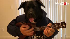 'Music-loving dog plays ukulele... but not really!'