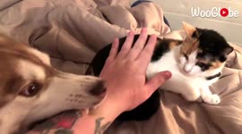''Am I not enough for you?' Jealous husky doesn't want owner to care for her pet cat'