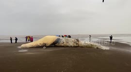 Carcass of whale 'hit by ship' washes up on western Indian beach