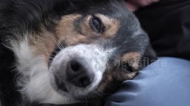 Dog owner discovers pooch is totally blind NINE MONTHS after adopting him
