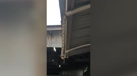 Wild python emerges from gutter pipe in Thailand