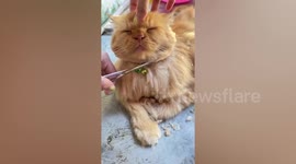 Tabby cat has adorably satisfied reaction while being groomed