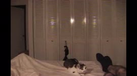 Our kitty