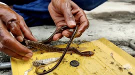 Sticky situation! Reptile expert frees baby snake caught in glue trap