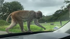 Monkey at Wiltshire safari park climbs onto car