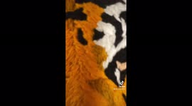 Watch the intricate embroidery make a tiger come to life