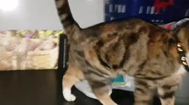 Cat Says Hello