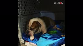 Guilty bulldog tries to avoid eye contact with owner after trashing home