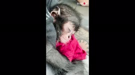 US man cares for rescued spider monkey as if it was his own child