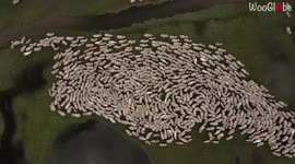 Drone follows flock of sheep as they twist and turn through scenic Peruvian valley