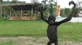 This adorable rescued gibbon just wants a cuddle because he's cold