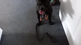'You should be playing with toys!' Dog chews through his seventh lead to his owner's disappointment