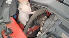 Newborn kittens pulled out from near car's engine by Malaysian homeowner