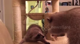Cute domesticated baby raccoons play together